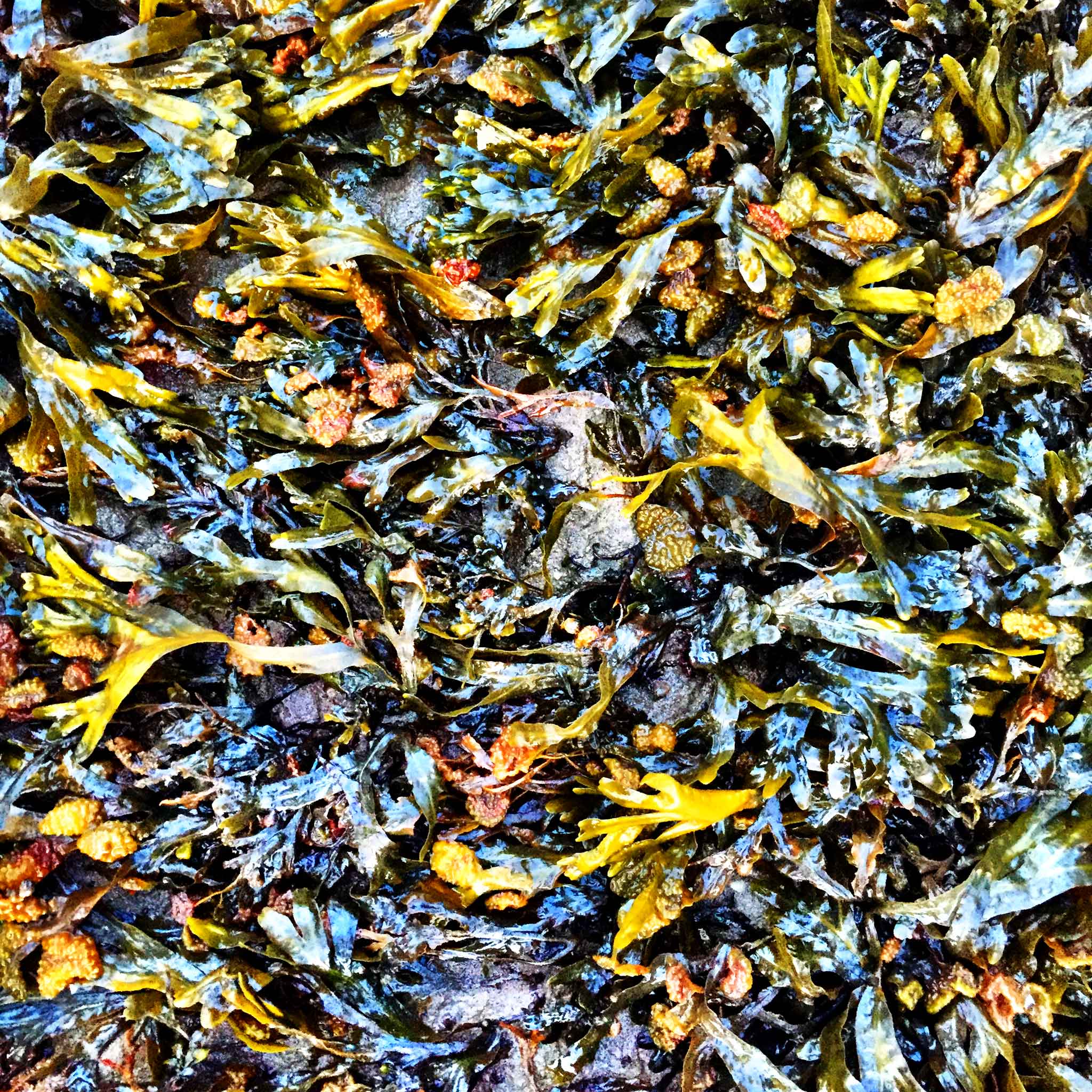 Colour enhanced photograph of seaweed in the tidal zone of the Petitcodiac River on the Bay of Fundy. | Image by The Ruggist.